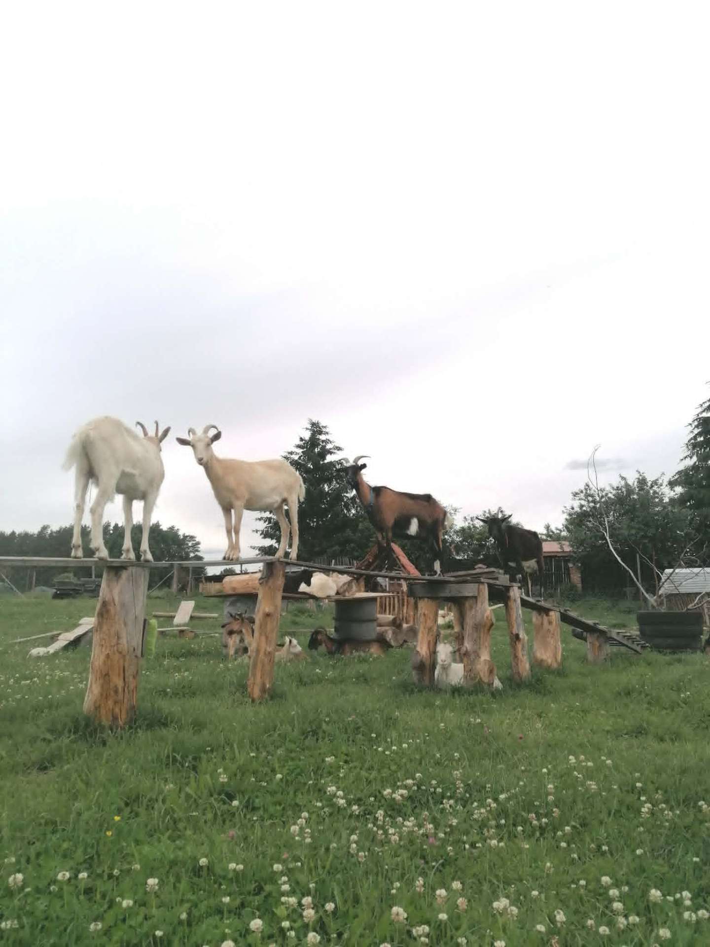 Kozy stojące na drewnianej platformie na łące w Wejsunach
