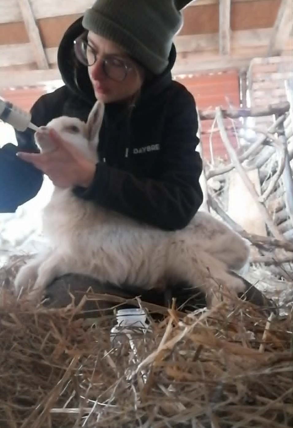 Karmienie koźlęcia z butelki w stodole